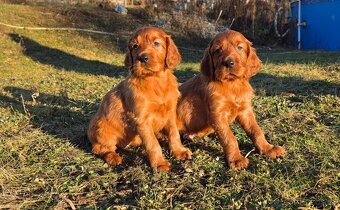 Irský setr s PP - 3