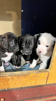 Prodám štěňata - 3