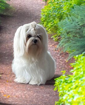 Maltézský psík s PP - 3