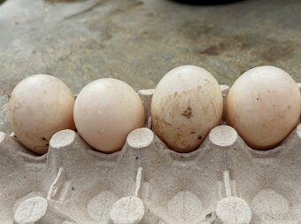 Kmen - kachna chocholatá - 3