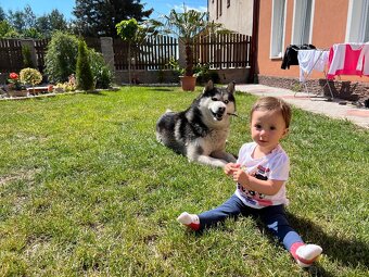 Husky 7 let - 3