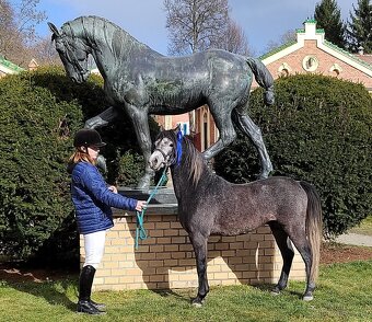 Valach Welsh pony, sekce B k prodeji - 3