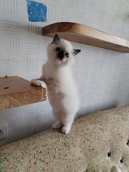Koťátka s PP Ragdoll - 3