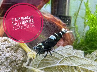 Caridina Black Nanashi 10+1 zdarma - 3
