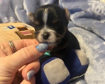 Jorkšírský teriér - 3