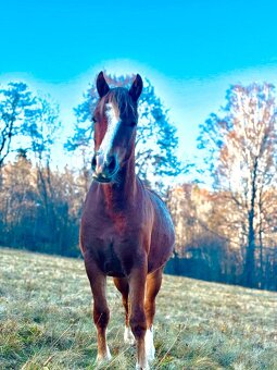 Klisna Welsh pony of cob type - 3