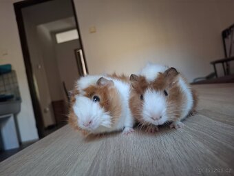 Morčátka (samičky) - 3