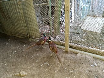 Bažanti - Bažant obecný - kohouti - 3