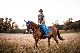 Teplokrevný valach - 3