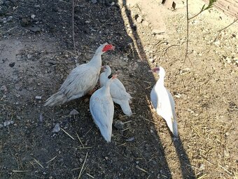 3x kachna pižmová - 3