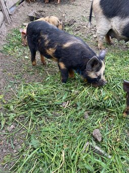 Kune Kune - 3