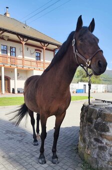 Paso Fino - 3