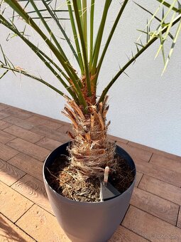 Palma - 3