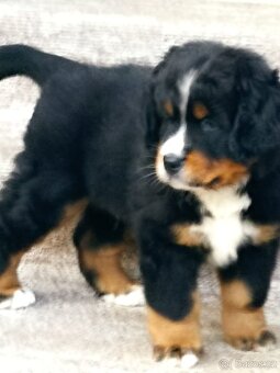 Bernský salašnický pes štěňátka BSP bez PP - 3