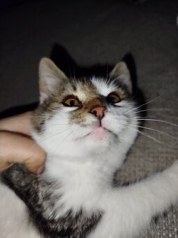 Nalezený kocourek cca 3,5-4,5 měs - 3