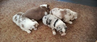 Australský ovčák bez PP. - 3