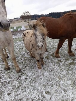 Shetland pony - 3
