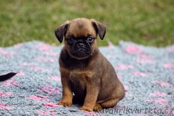 Brabantík s PP - pejsek - 3