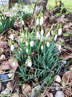 Sněženky, podsněžník. - 3