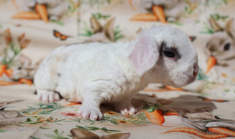 Zakrslí beránci rex . - 3