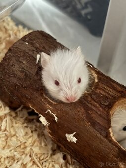 Mláďata syrských krečků - 3