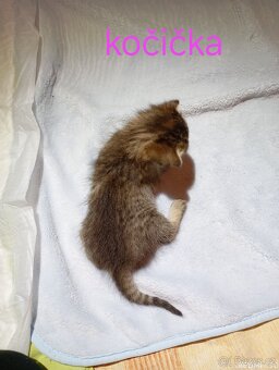 Mourovatá koťátka - 3