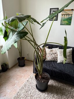 Alocasia Zebrina - 1,5 metra, obrovské listy - 3