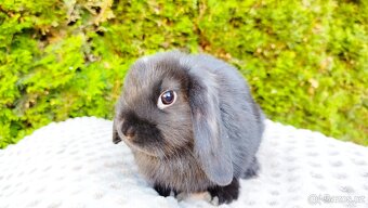 Zakrslý beránek, králíček, králík - PIPER - 3