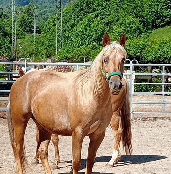 Appaloosa kobylka s PP - 3