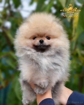 Pomeranian s PP FCI - štěňátka k rezervaci - 3