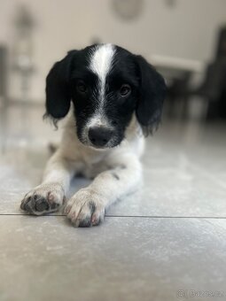 Kříženec border collie štěně - 3
