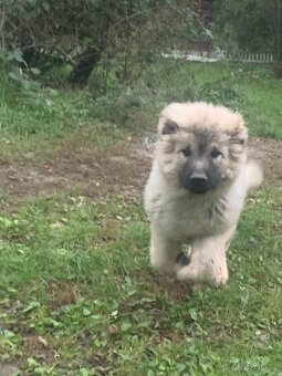 Štěně Kavkazský pastevecký pes s PP - 3