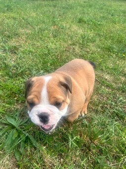 Anglický Buldok s PP, štěňátko ihned k odběru - 3