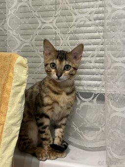 Bengálská koťátka na prodej - 3