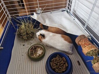 Morčata dvě holky zdarma - 3