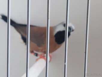 Drobné exotické ptactvo odchovy - 3