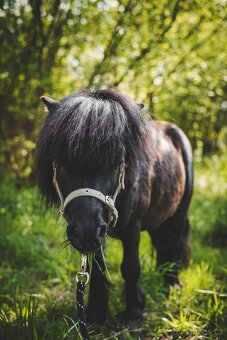 Docházka ke koním - 3