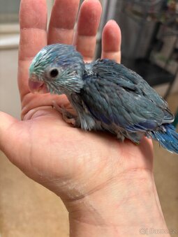 Papoušíček šedokřídlý - 3