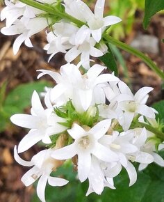 Zvonek broskvolistý- Campanula persicifolia 1000 semen 50 Kč - 3