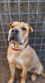 VANILKA K ADOPCI - 12m., vděčná, umazlená - 3