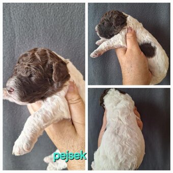 Lagotto romagnolo s PP ( italský vodní pes ) - 3