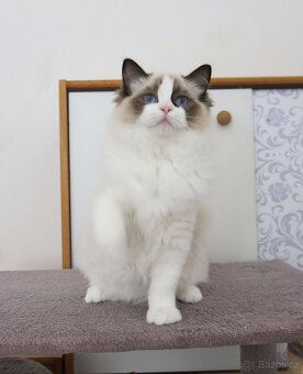 Ragdoll kocourci s průkazem původu k odběru - 3