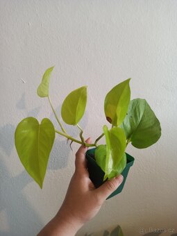 Epipremnum neon a marble queen - 3