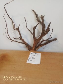 Bonsai kořeny - 3