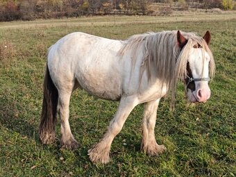 Irský Cob hřebec - 3