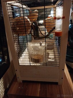 Ptáčcy(zebřičky 3kusy)+klec - 3