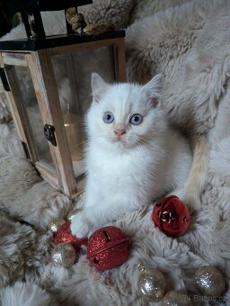 Britská koťata - 3