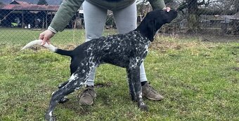 Německý ohař krátkostý - 3