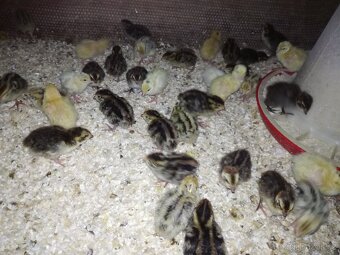 Násadová vejce křepelky - 3