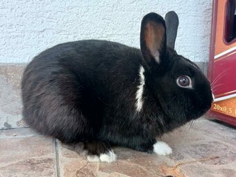 Zakrslý Králíček Hladký - Sameček - 3